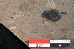 Foto (Detailansicht) von Callitris brongniartii Endl. (NHMW-GEO-2024-0188-8211)